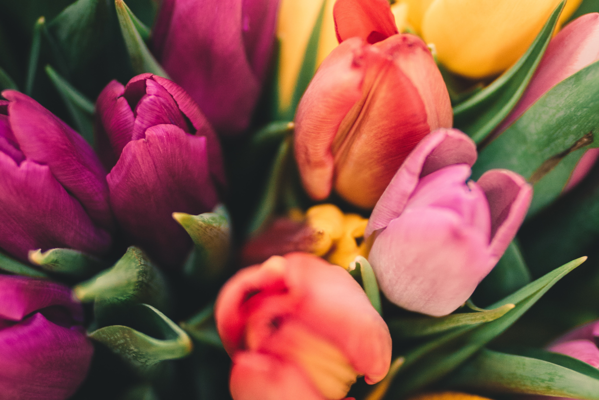 Buying Tulips: Flowering Times and Best Perennial Bulbs
