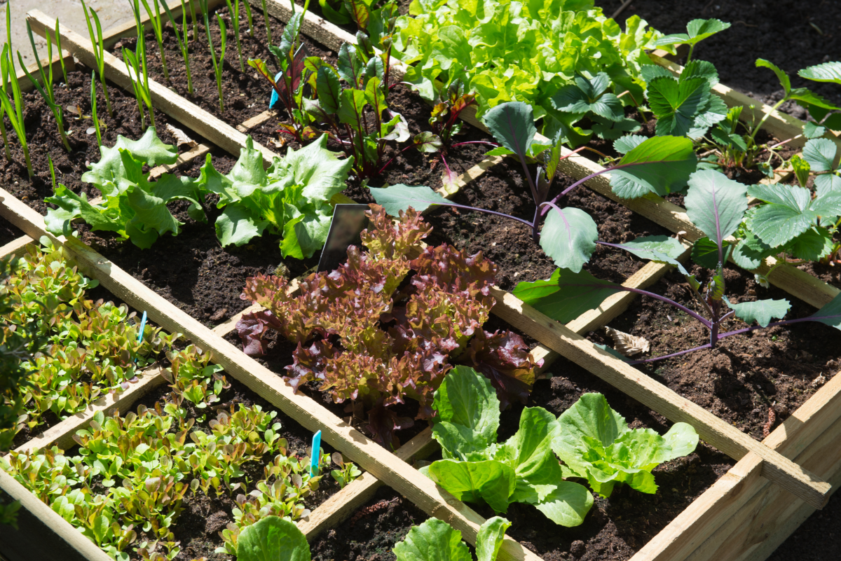 10 Tips for Growing an Organic Vegetable Garden