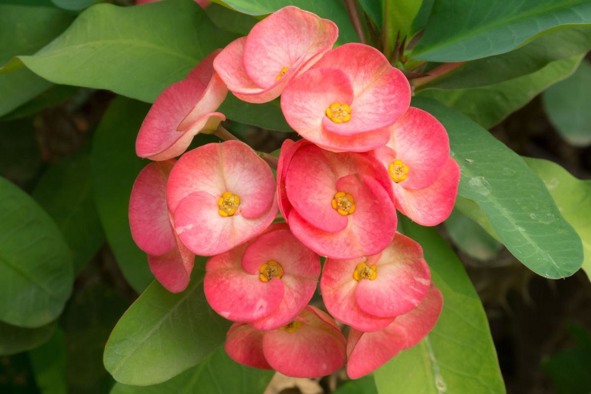 Crown of Thorns: An Interesting  Houseplant