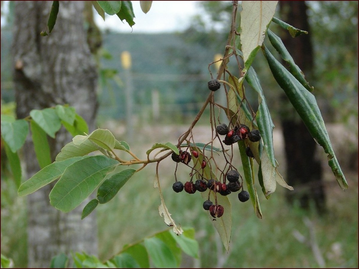 Australian Native Plant Profile Soap Tree (Alphitonia Excelsa) Dengarden