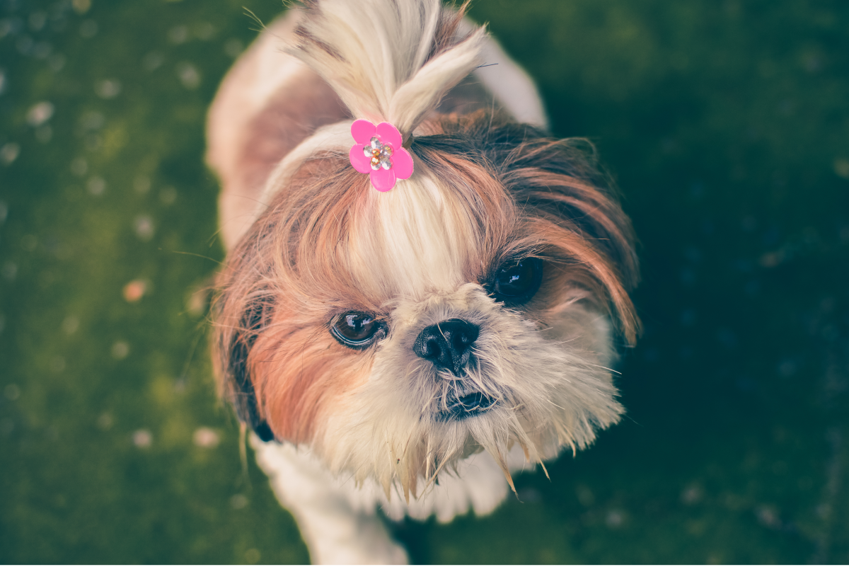 Grooming Your Shih Tzu: Keeping Your Dog Clean