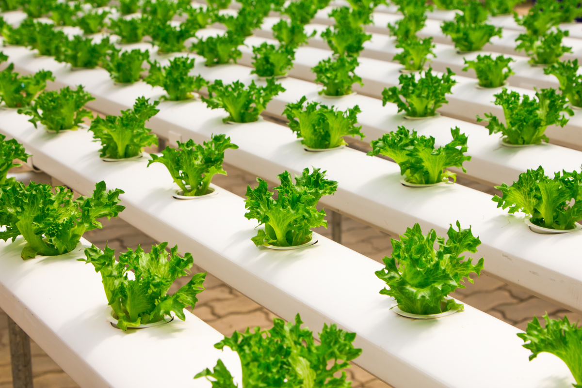 A Comprehensive Guide to Sustainable Hydroponic Farming