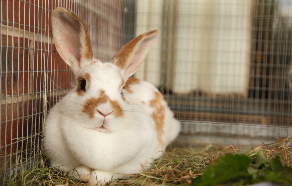 My Rabbit Hates Me—How Can I Stop Her From Biting?