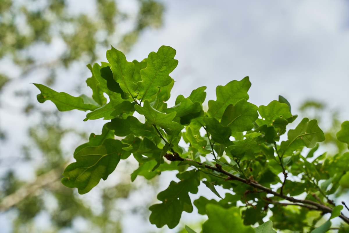 The 5 Fastest-Growing Oak Trees