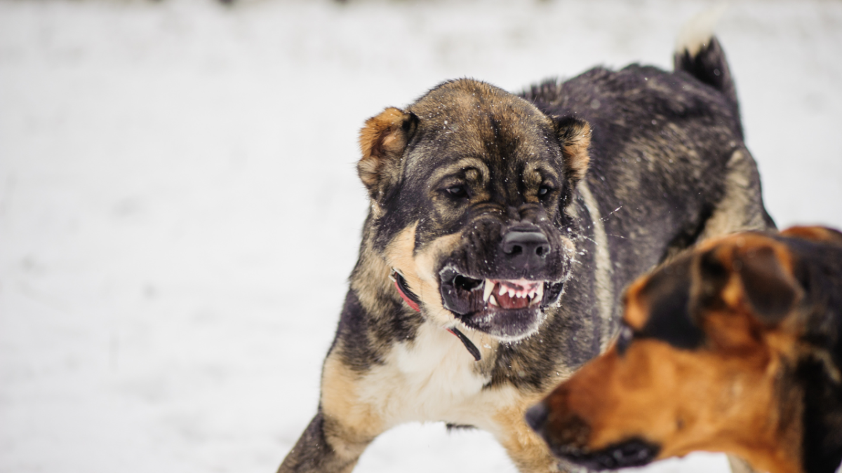Bared Teeth in Dogs: Why Do Dogs Show Their Teeth?