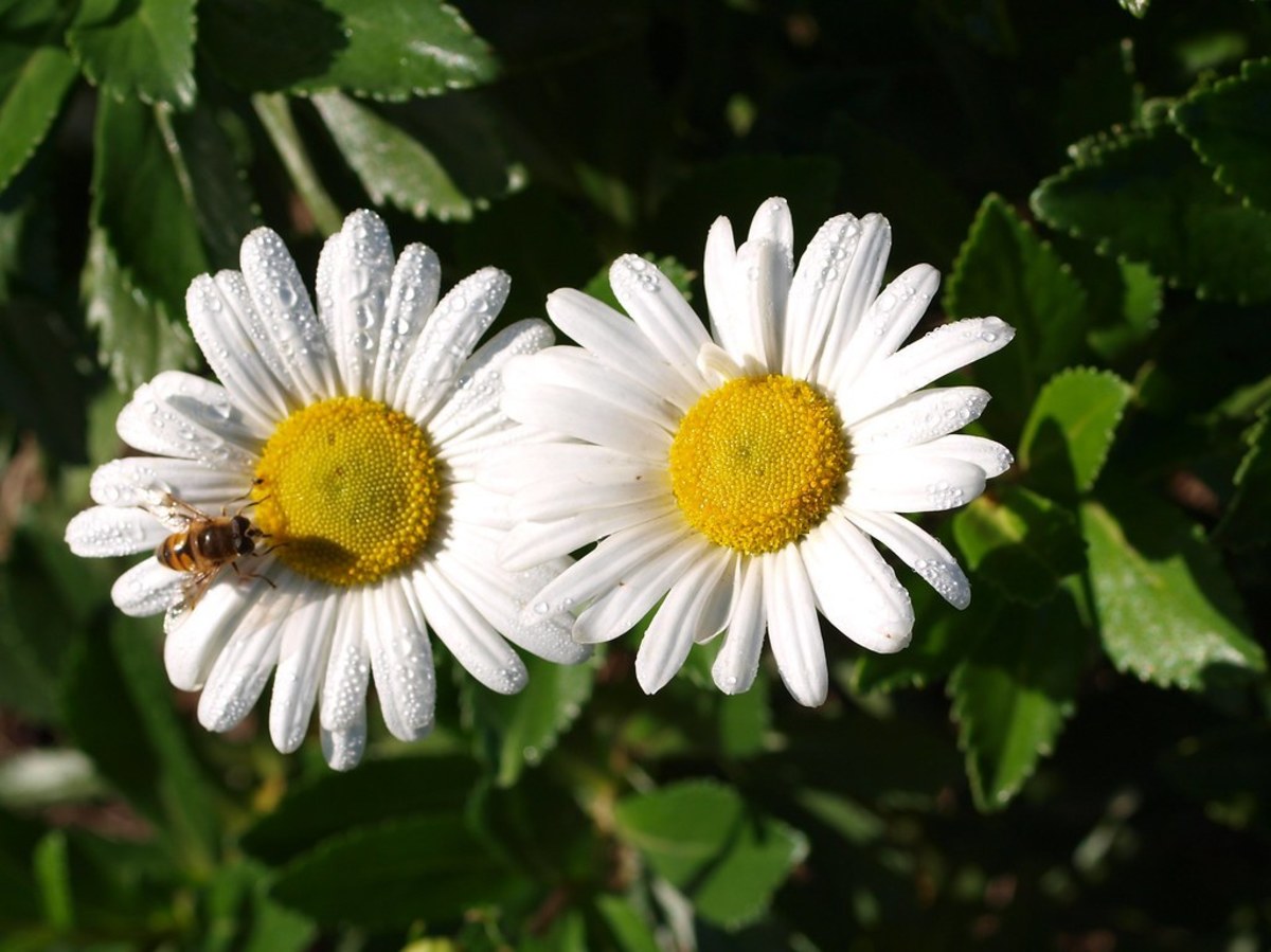 A Guide to Montauk Daisies (Nippon Daisies)