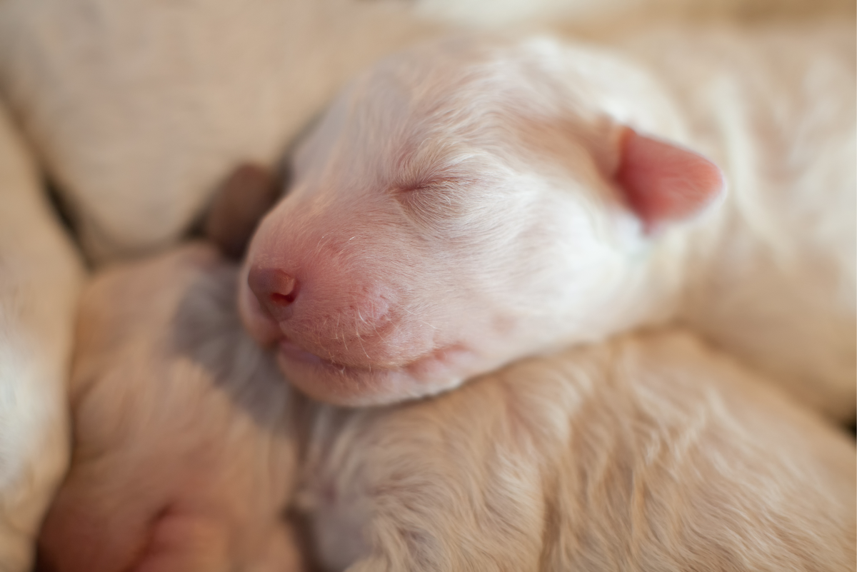 How Long Is Canine Gestation? Signs and Stages of Dog Pregnancy