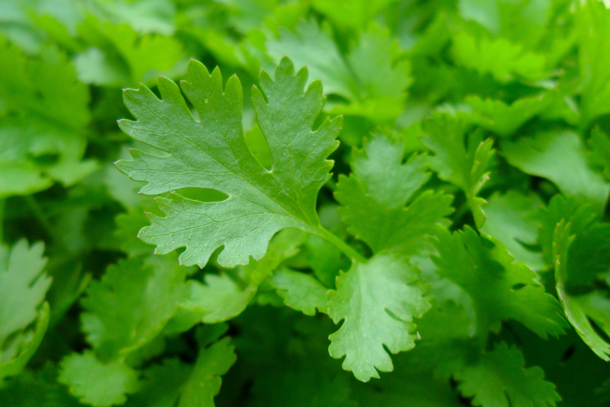 Guide to Parsley Pests