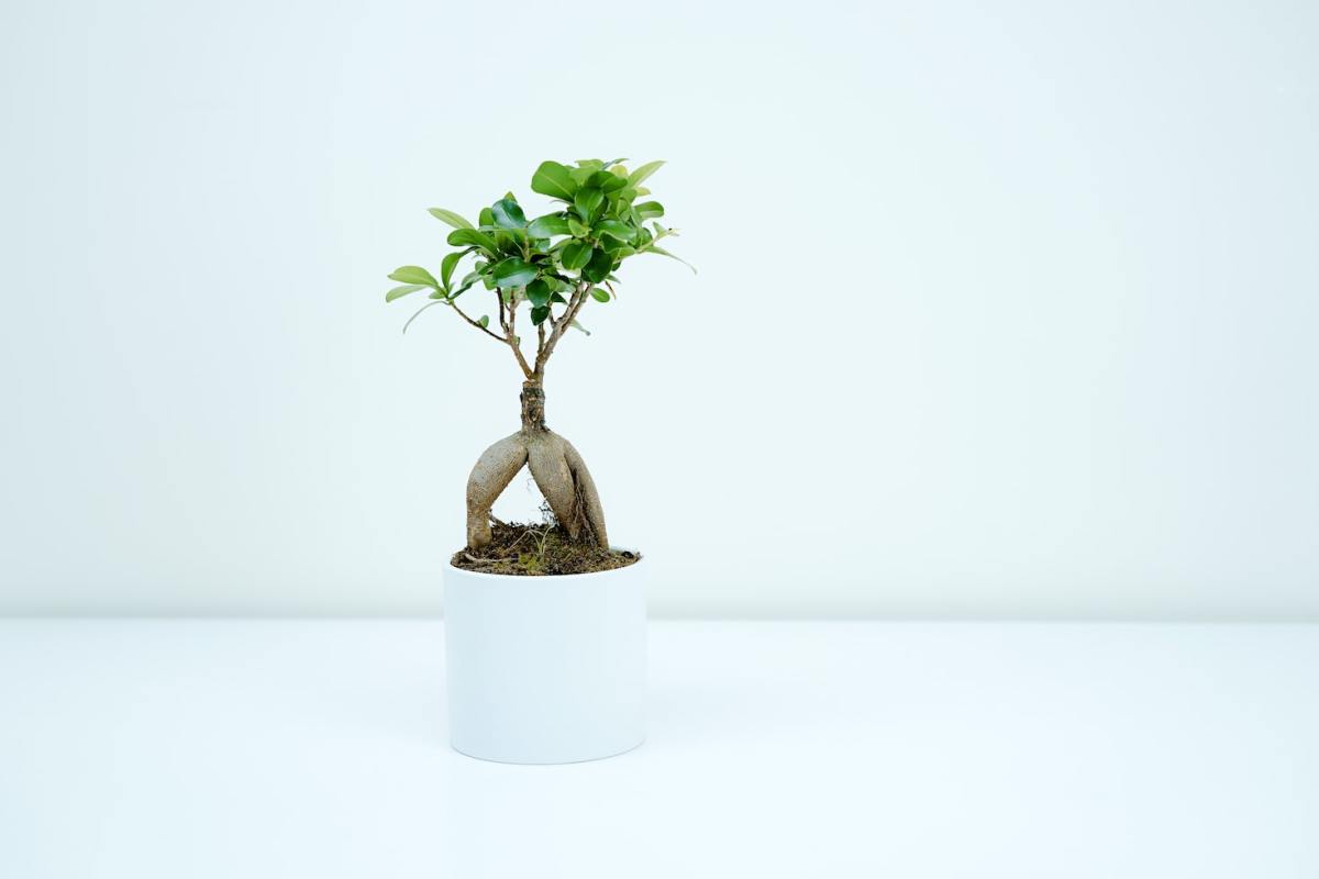 A Beginner's Guide to Growing Mame Bonsai