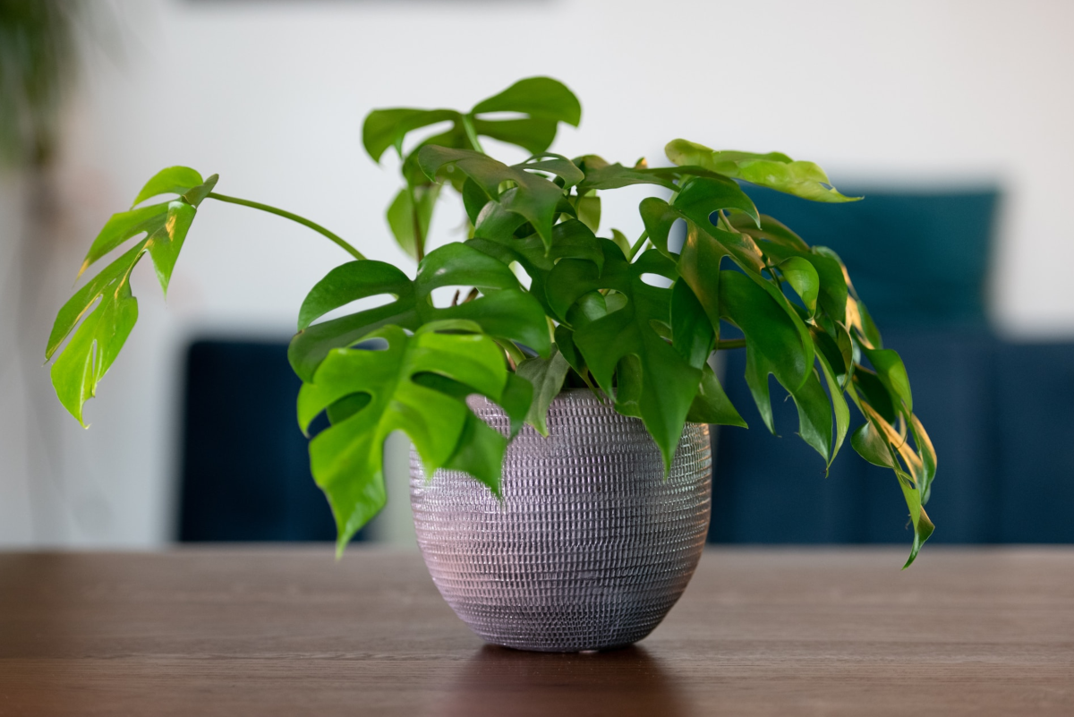 Indoor House Plants: Watering and Decorating