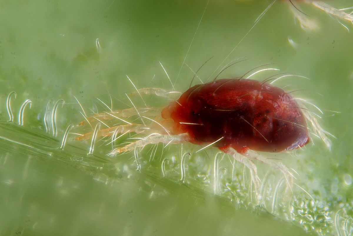 How to Treat and Prevent a Spider Mite Infestation
