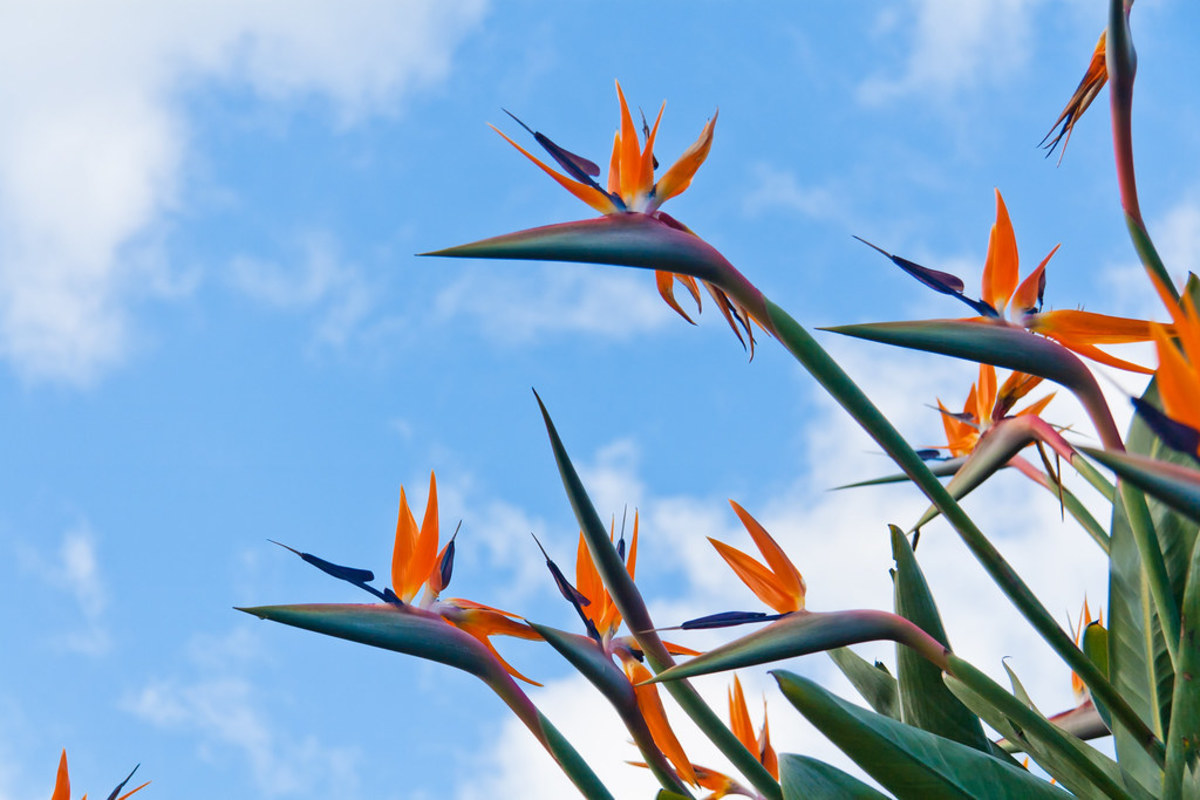 How to Care for the Bird of Paradise (Strelitzia)