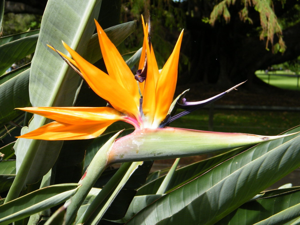 How to Care for the Bird of Paradise (Strelitzia) - HubPages