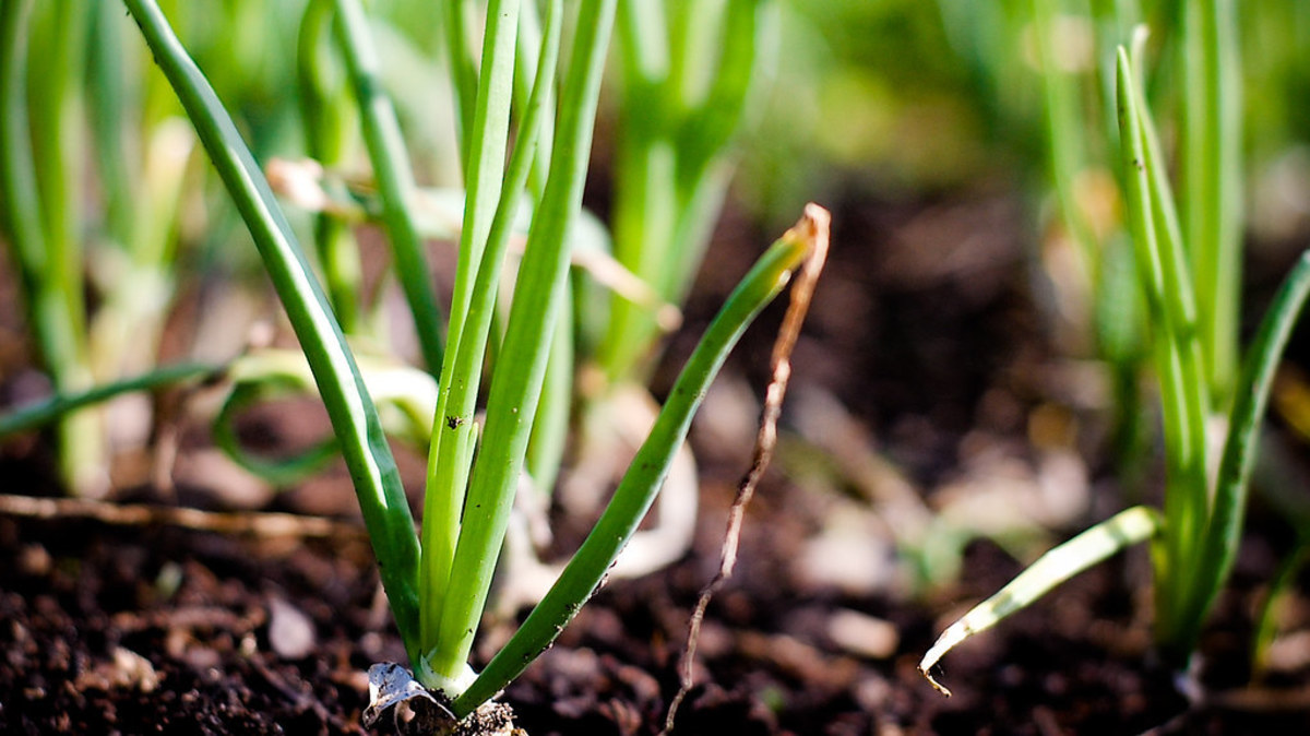 How to Grow Onions in Containers: Expert Tips and Techniques