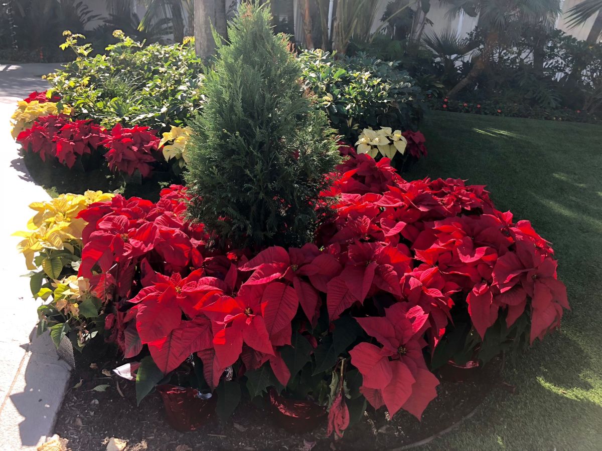 How to Keep Your Poinsettia Blooming Year After Year HubPages