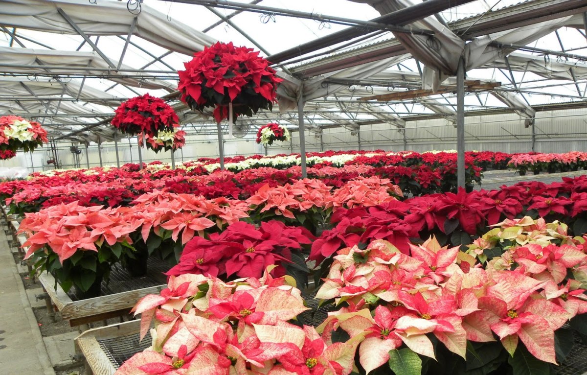 How To Keep Your Poinsettia Blooming Year After Year HubPages   Keep Your Poinsettia Blooming 