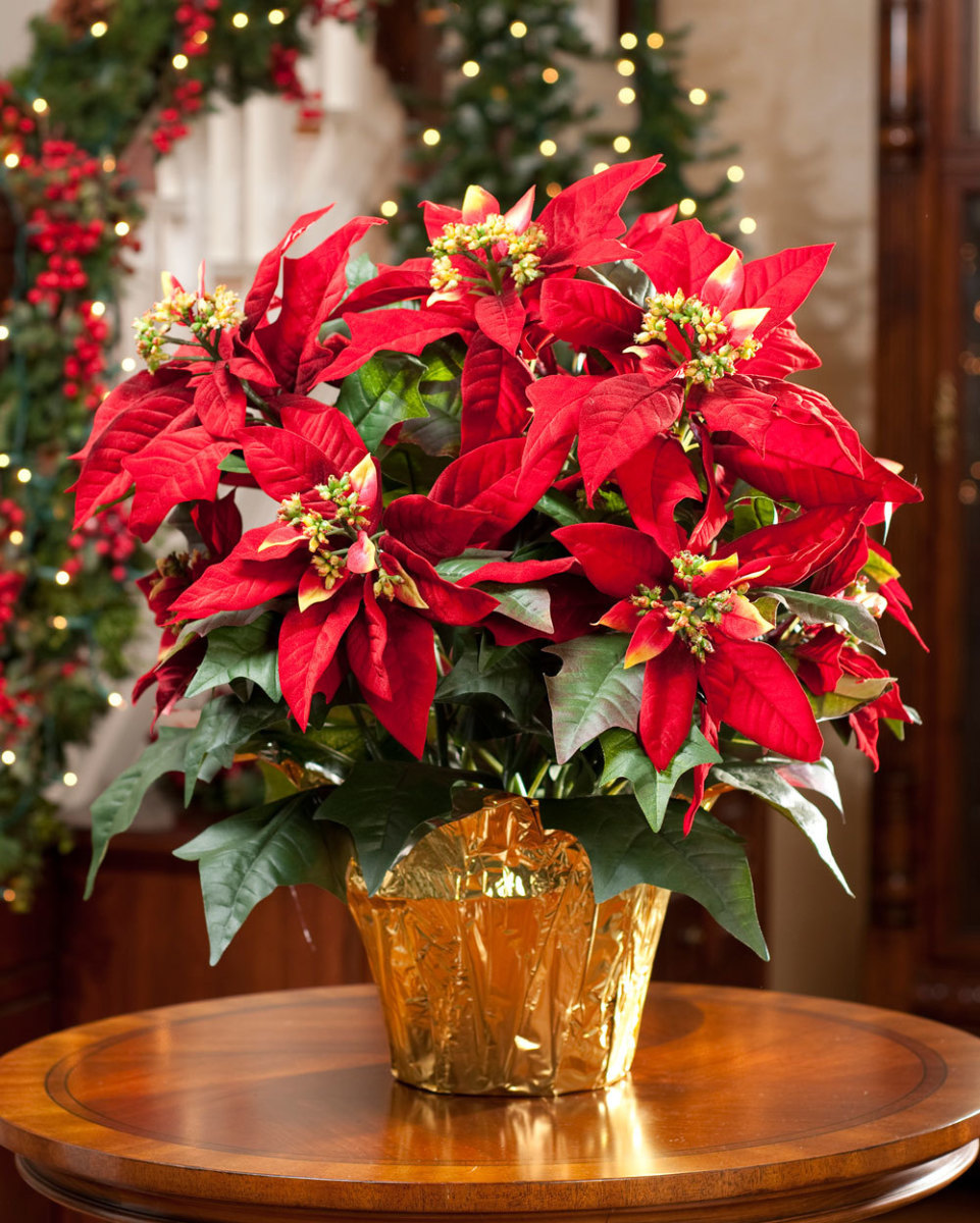How to Keep Your Poinsettia Blooming Year After Year