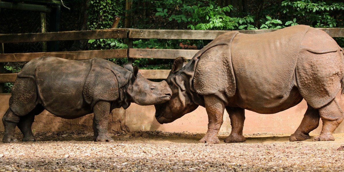 Wild Animals of India