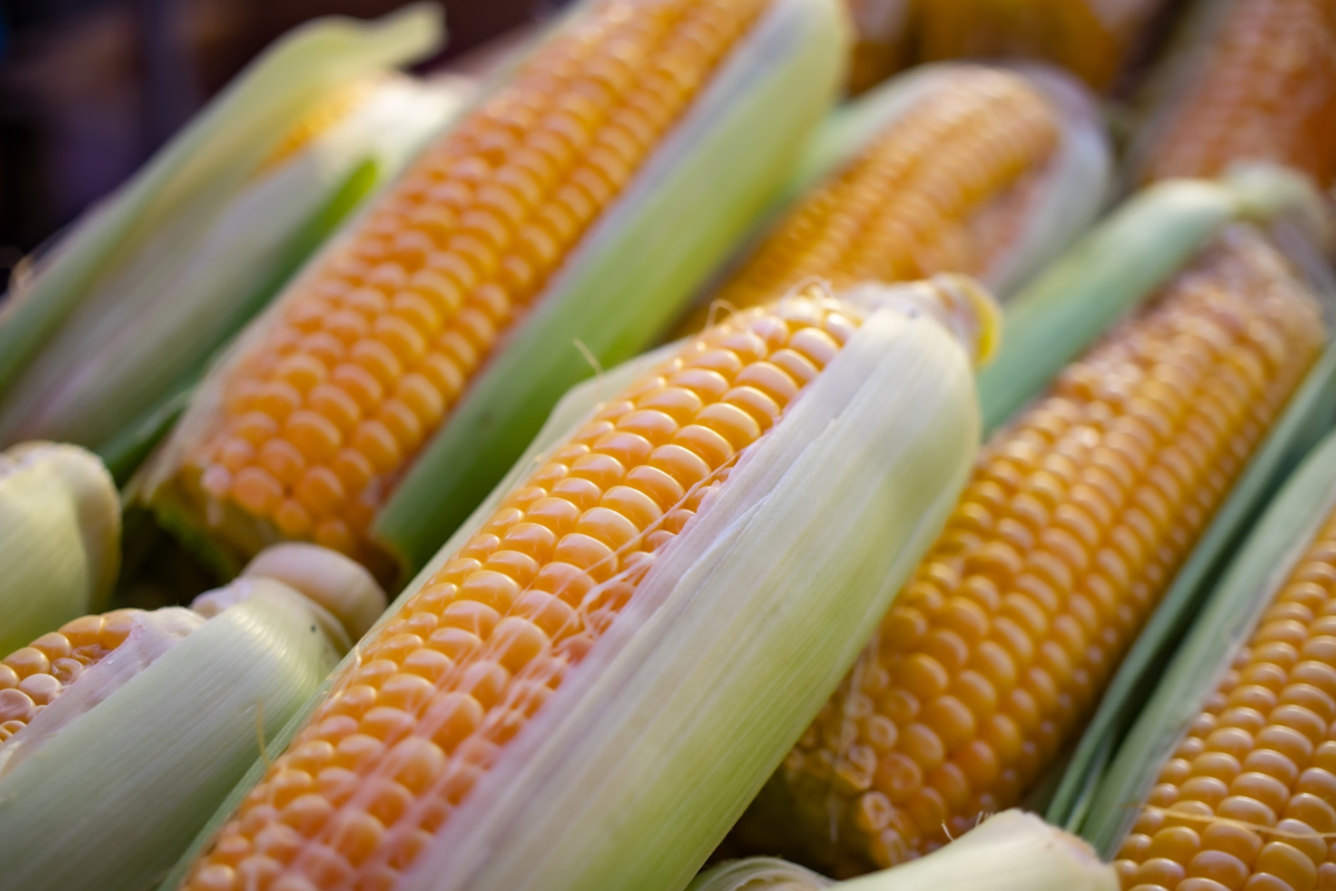How to Grow Corn From Seed
