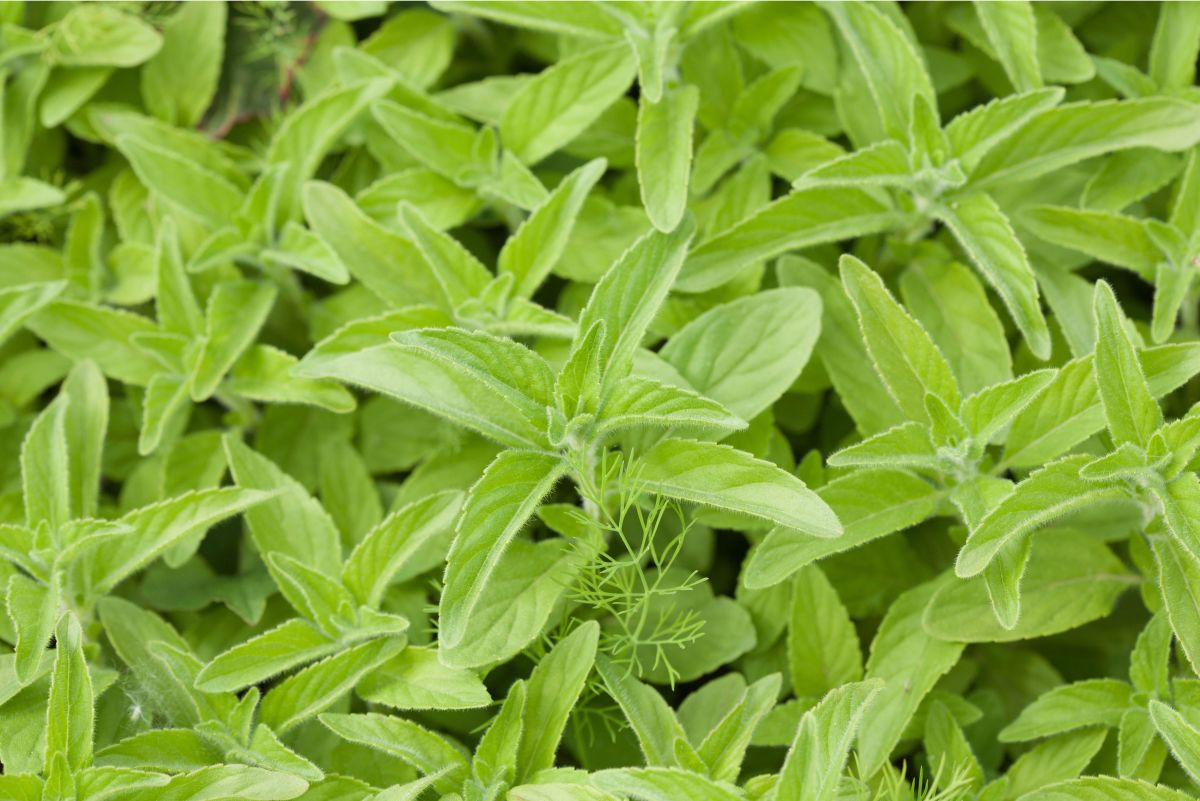 How to Grow and Care for French Tarragon