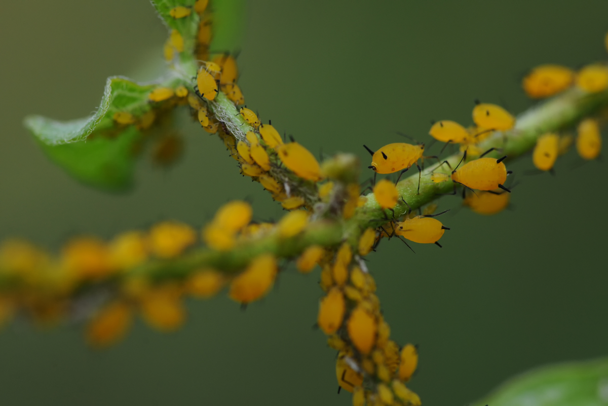 How to Get Rid of Aphids Naturally