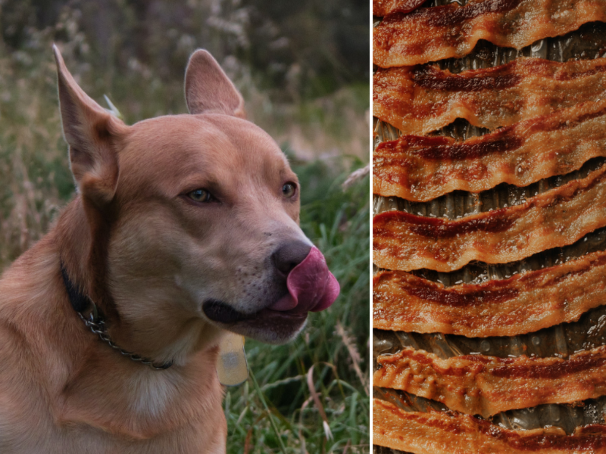 Can My Dog Eat This? 50 Human Foods Dogs Can and Can't Eat