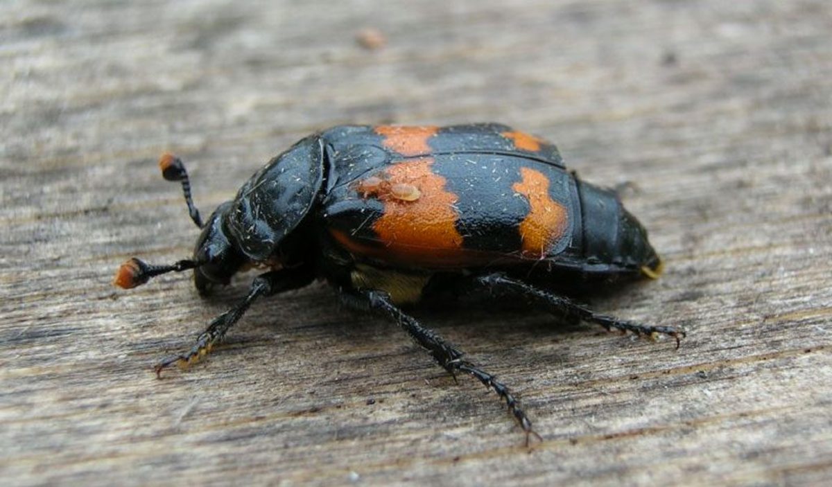 Endangered American Burying Beetle: Nature's Undertaker