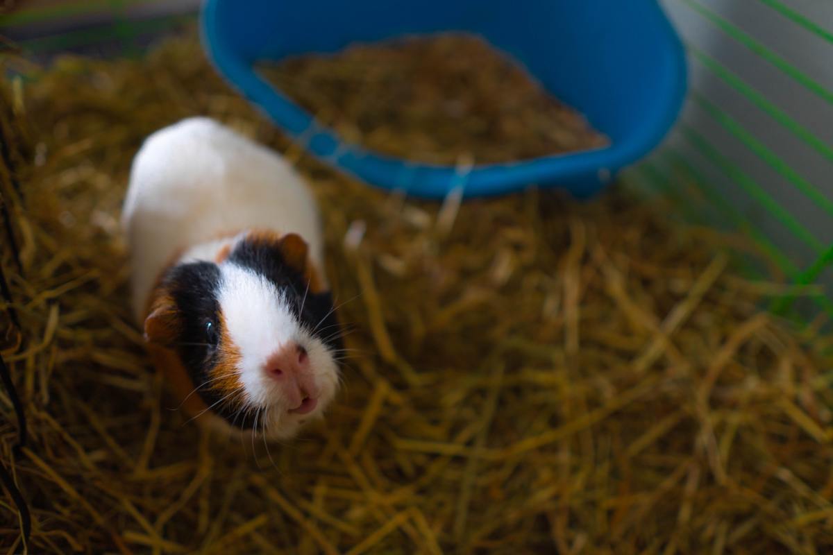 Help, My Guinea Pig Is Sneezing! Here’s What to Do PetHelpful