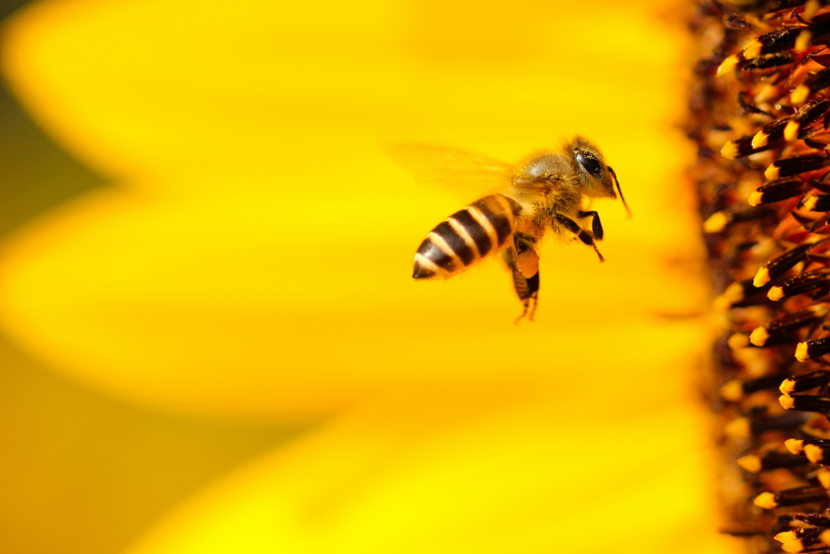 How to Avoid Bee and Wasp Stings