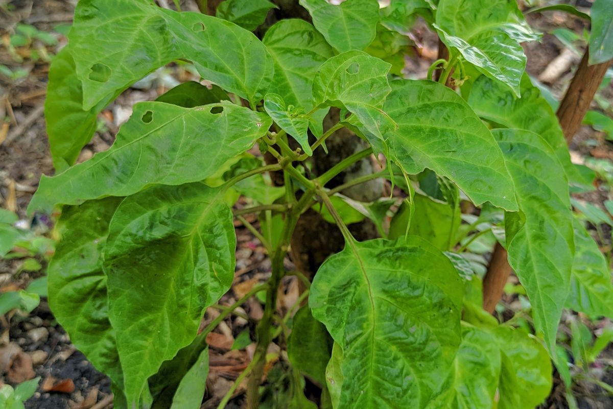 Pepper Plant Blossom Drop Causes and Prevention