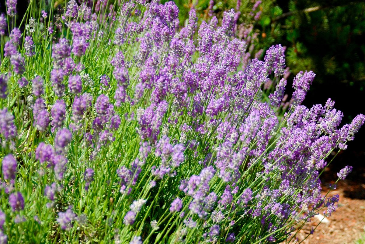 Aromatic Plants for a Home Garden Design