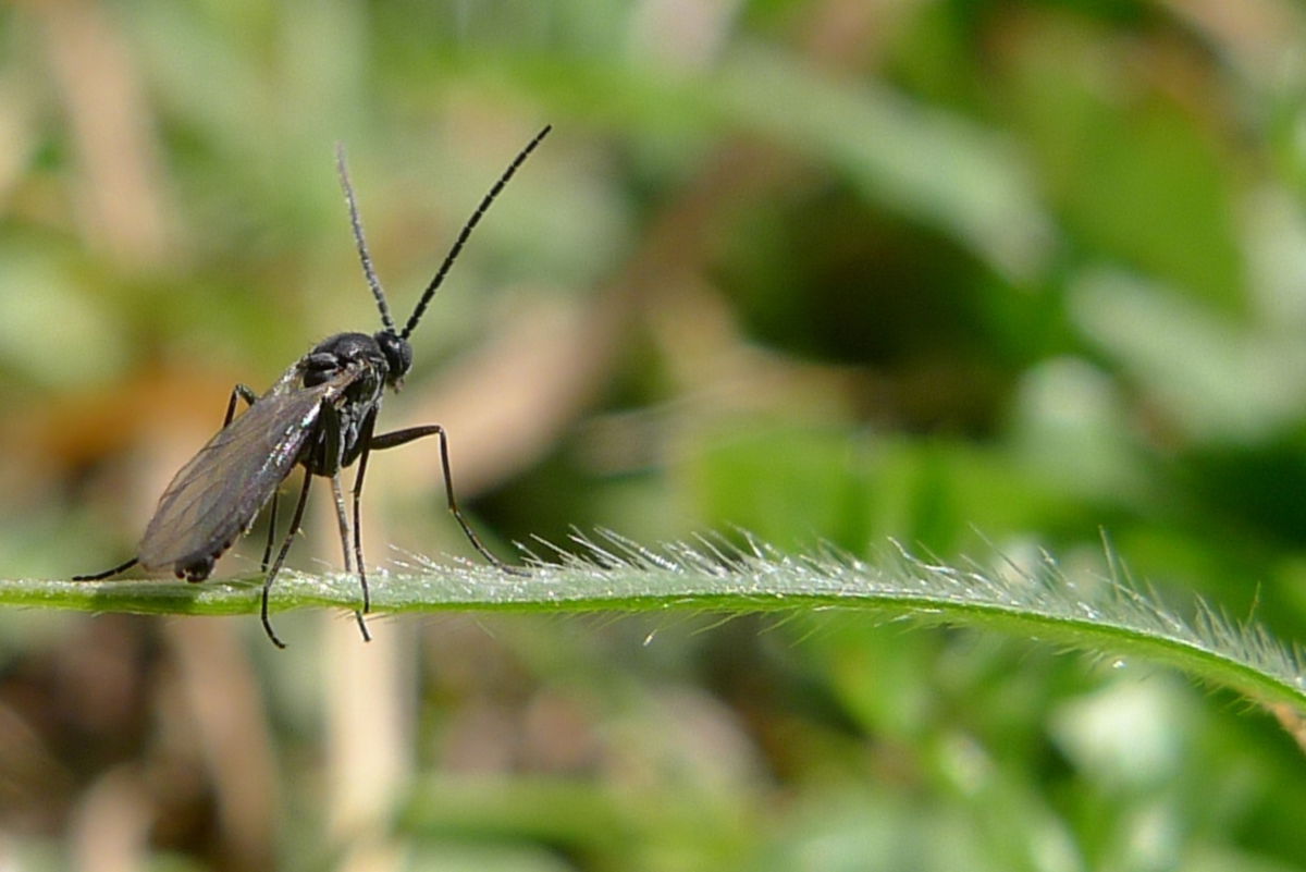 Fungus Gnats: Where Do These Little Flying Bugs Come From?