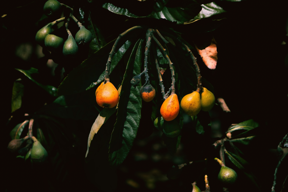 What Are the Health Benefits of Eating Loquat Fruits?