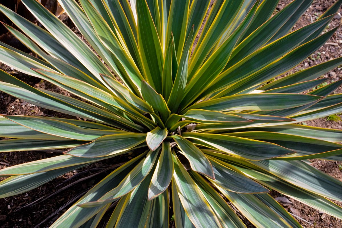 How to Take Care of a Yucca Plant