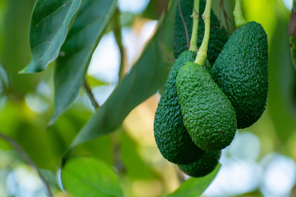 How to Grow Avocado From Seed or Pit