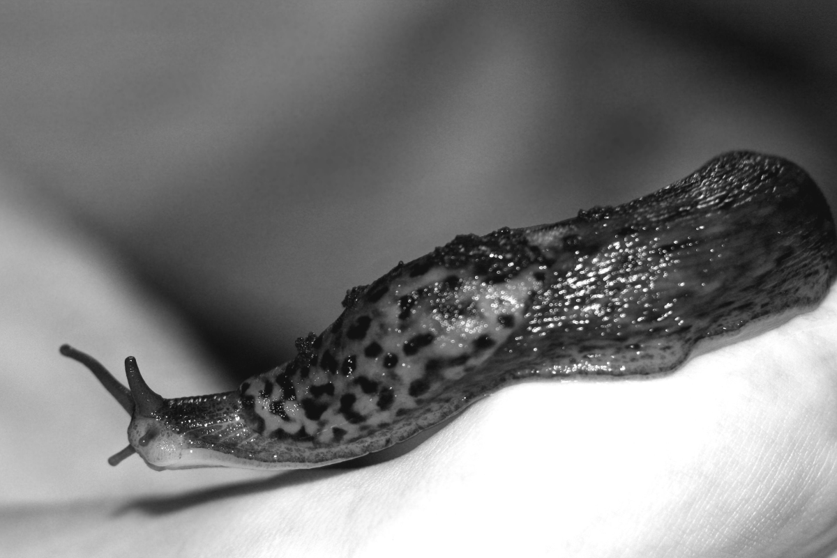 8 Ways to Get Rid of Slugs in Your Garden