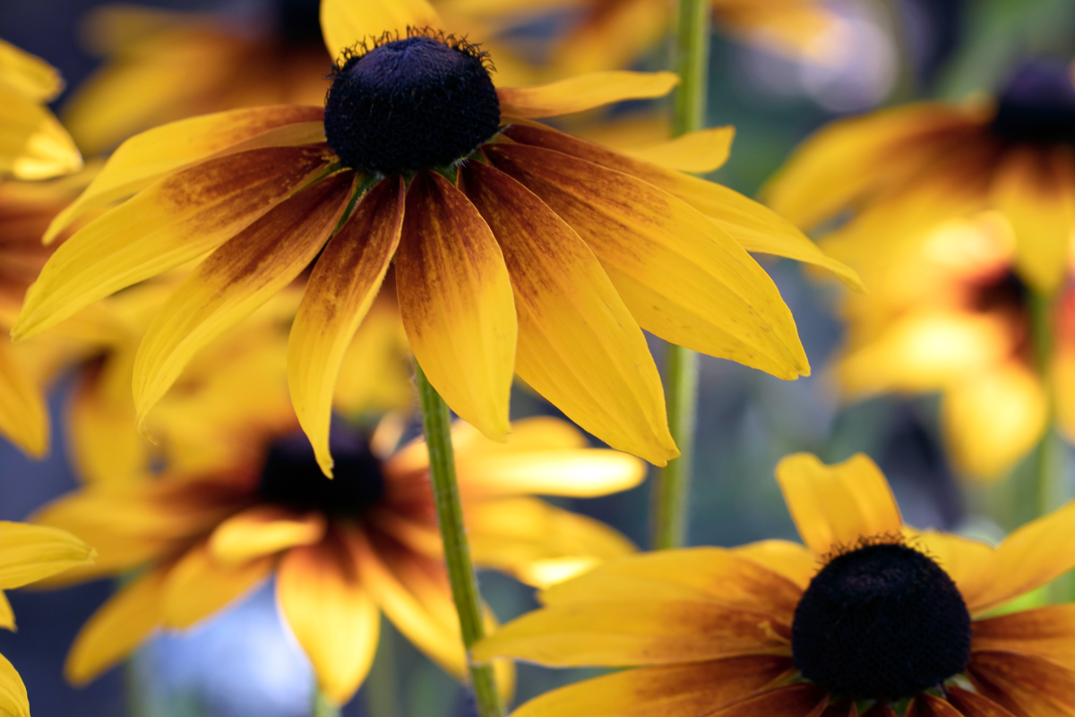 22 Best Plants for Sun With Summer Flowers