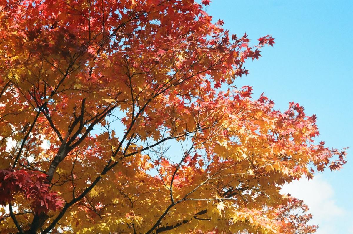 Amur Maple (Acer Ginnala): Facts, Uses, Pests, and Diseases