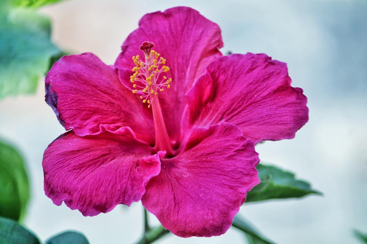 Rose of Sharon, Tropical Hibiscus, and Hardy Hibiscus