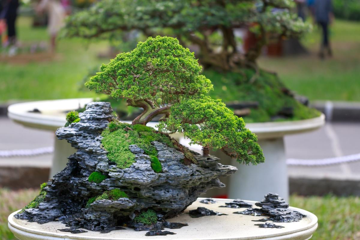 How to Prune and Dwarf Bonsai Trees