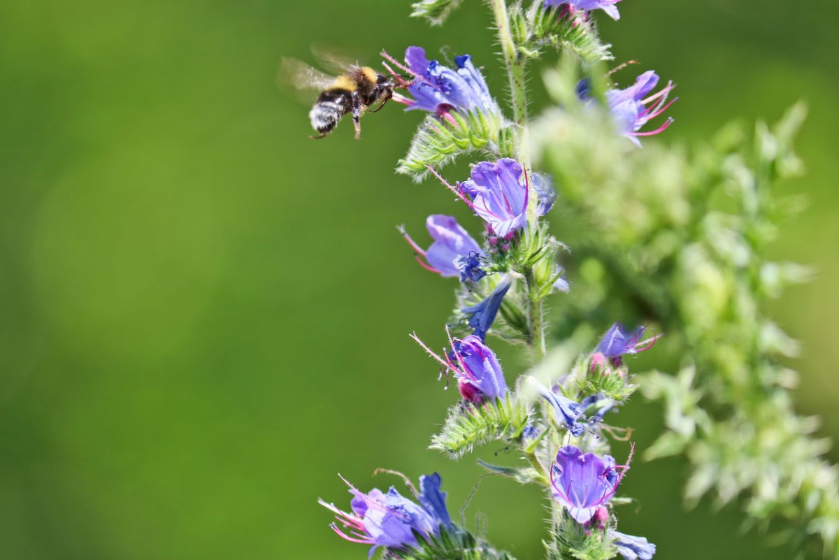 Growing Viper’s Bugloss Can Benefit the Bees