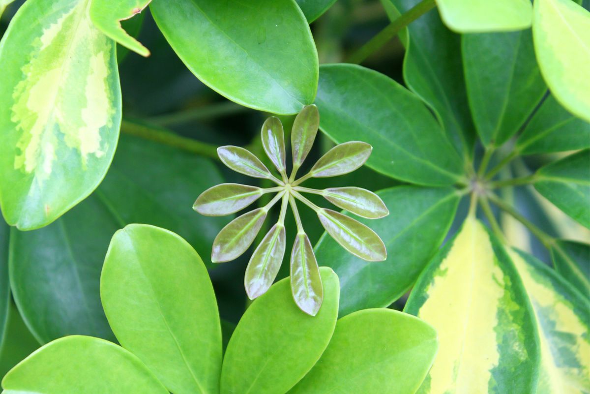 How to Care for Schefflera (Umbrella Plant)