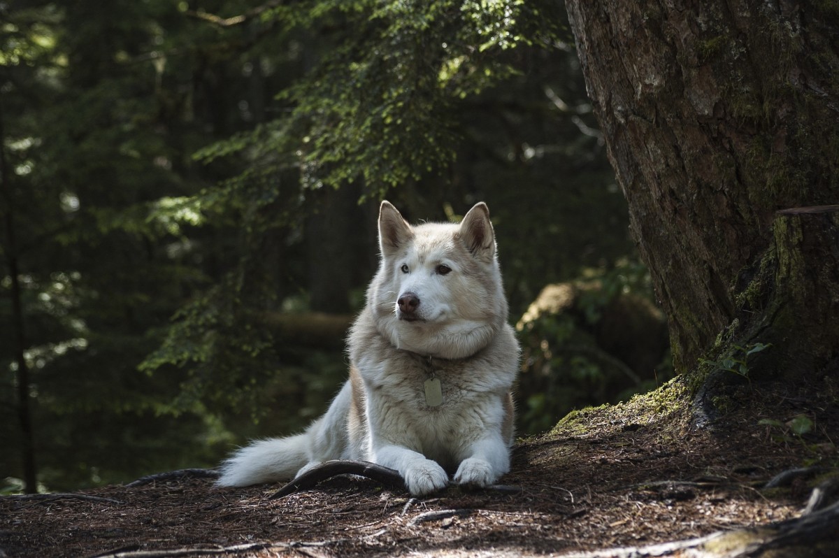 Top 6 Dog-Friendly Places Near Seattle, Washington