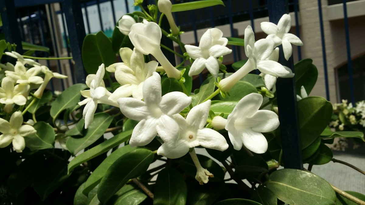 How to Grow and Care for Madagascar Jasmine Indoors