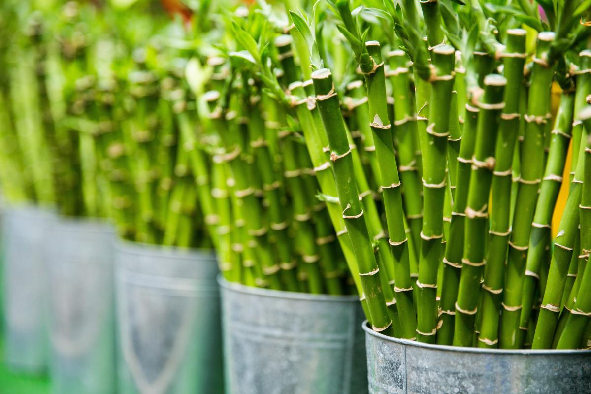How to Grow Bamboo Cuttings