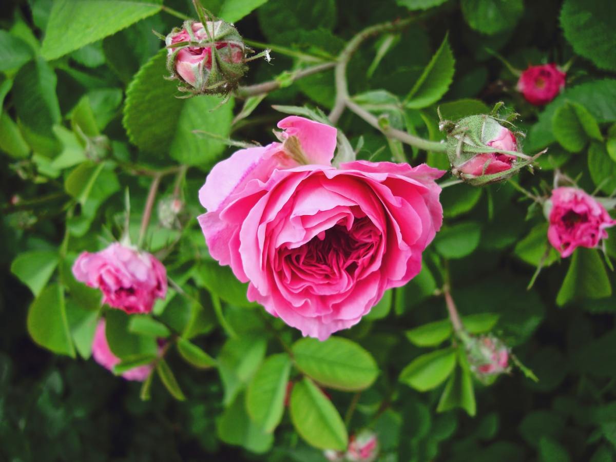 How to Prune a Rose Bush