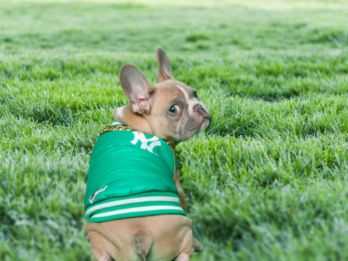 How I Soothed My Dog’s Itchy Bum With These Home Remedies HubPages