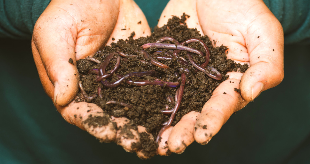 6 Guaranteed Ways to Get Worms Out of the Ground Fast