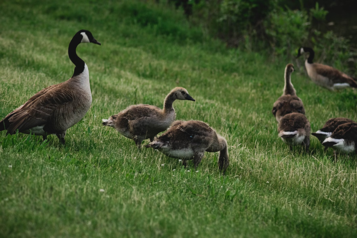Ecological Landscaping: Using Geese as Lawn Mowers