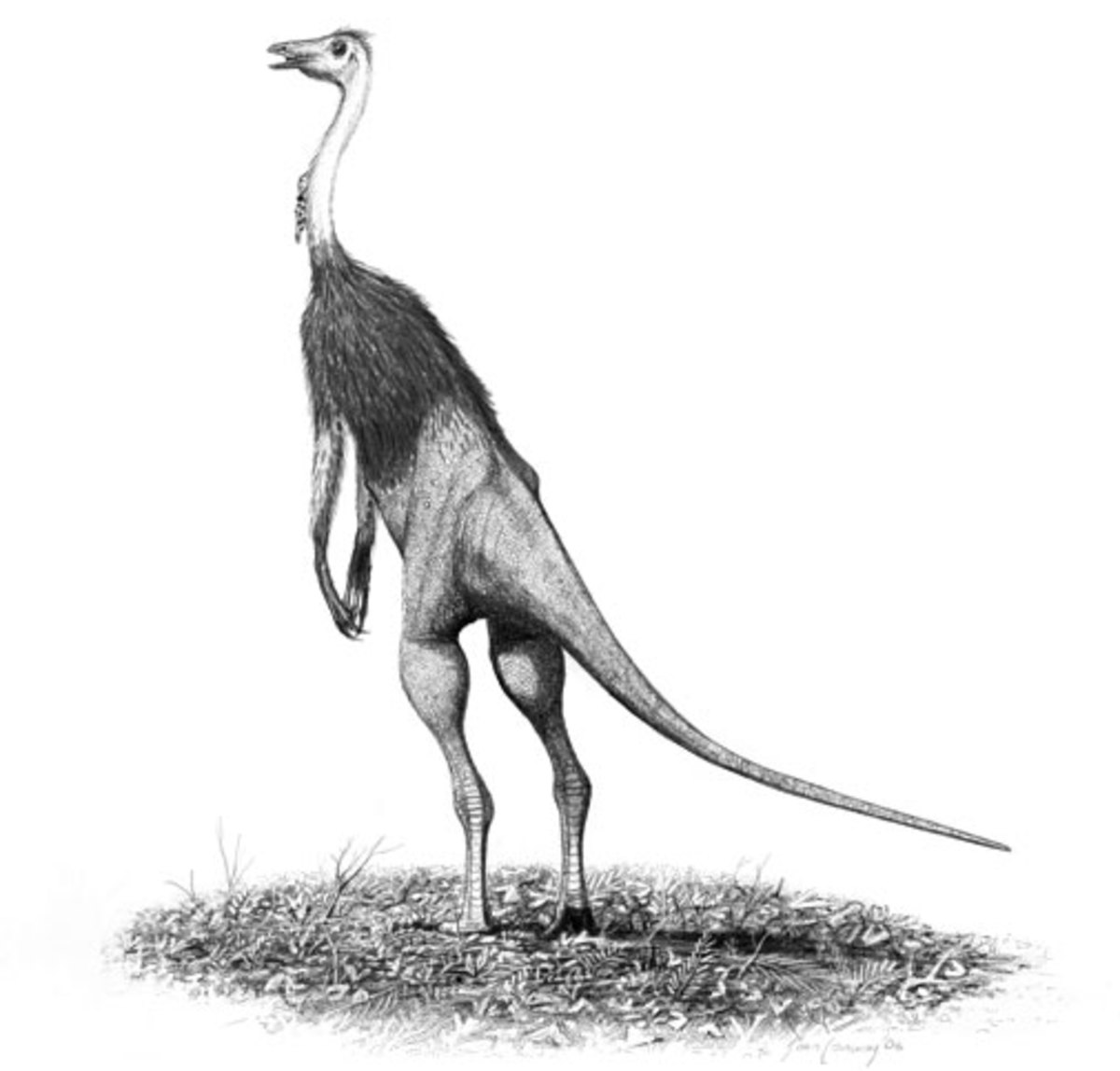 Facts on The Struthiomimus & Lesothosaurus